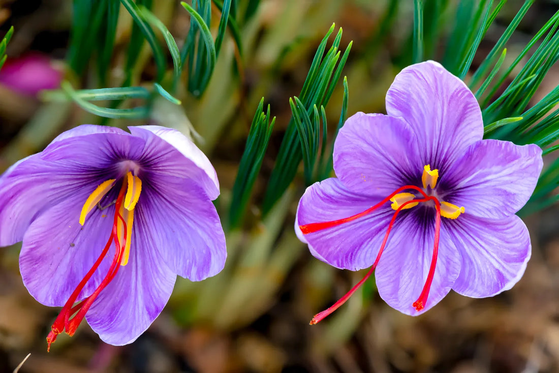 Saffron Extract Supplement