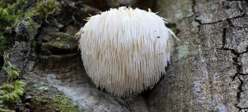 Lion's Mane mushroom supplement