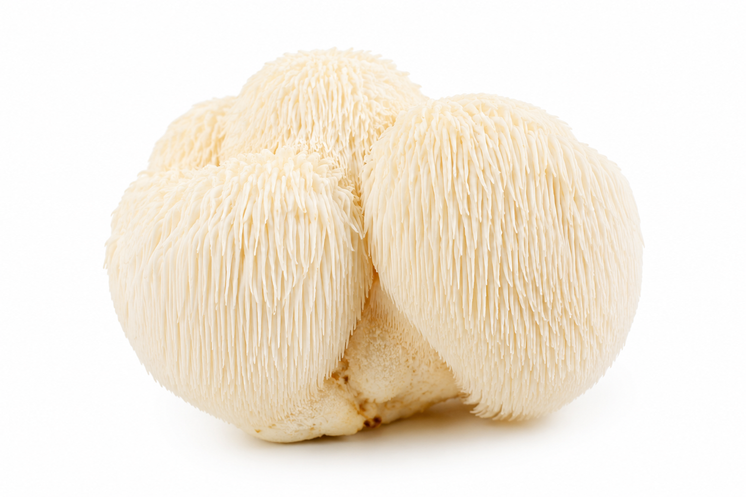 Lion's Mane mushroom isolated on a white background, medicinal mushroom commonly used in mushroom supplements for focus, memory, cognitive function, and mental clarity support.