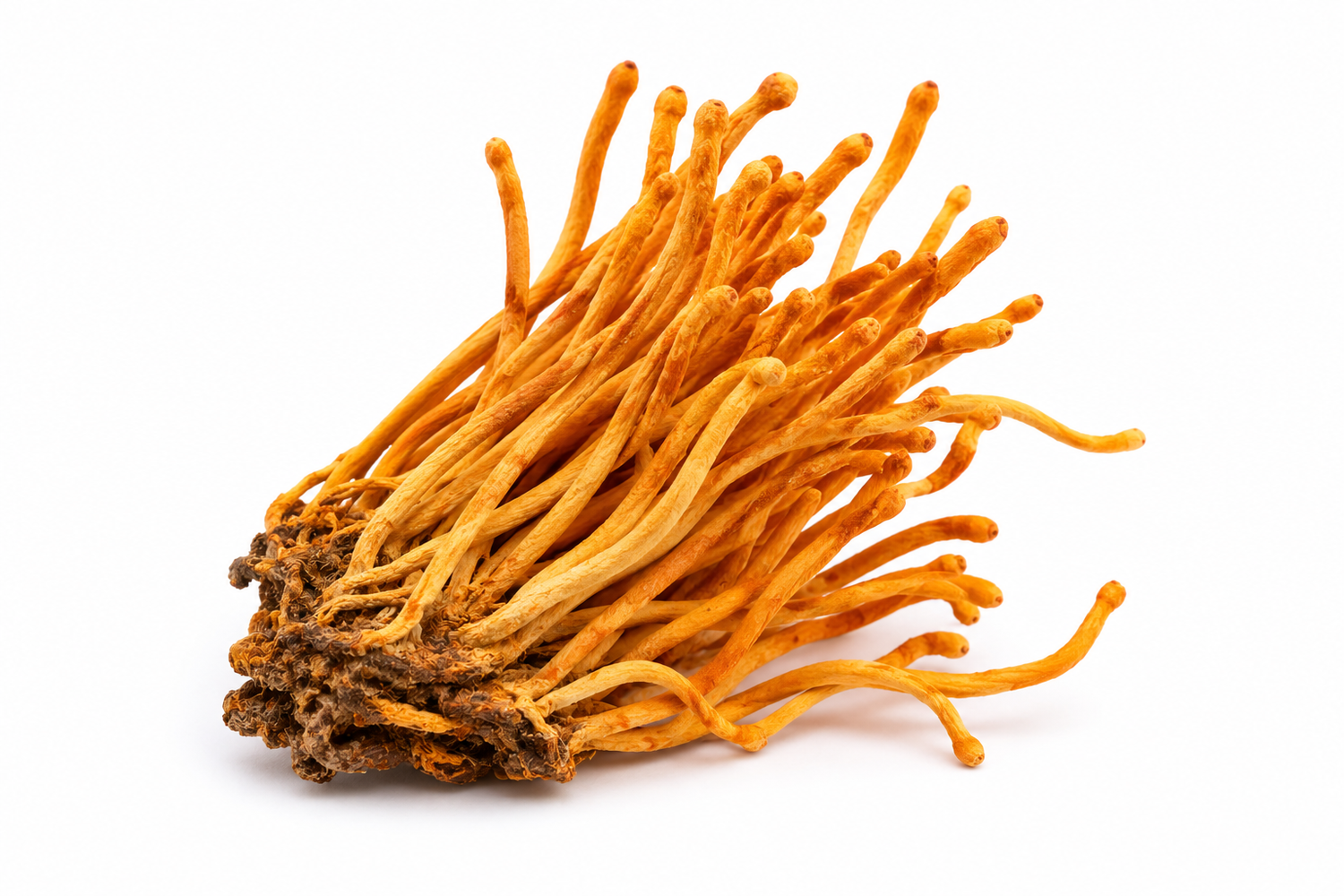Cordyceps mushroom on white background showing premium medicinal mushroom used in mushroom supplements for natural energy, stamina, focus, and wellness support.