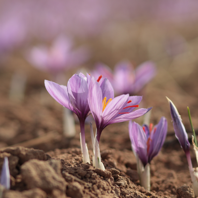 Purple crocus flowers emerging from the soil with a blurred background